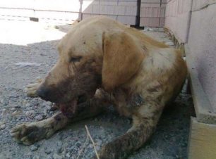 Ο Κανέλος ο αδέσποτος σκύλος στο Ρέθυμνο βρέθηκε με σπασμένη γνάθο γεμάτη τρύπες!